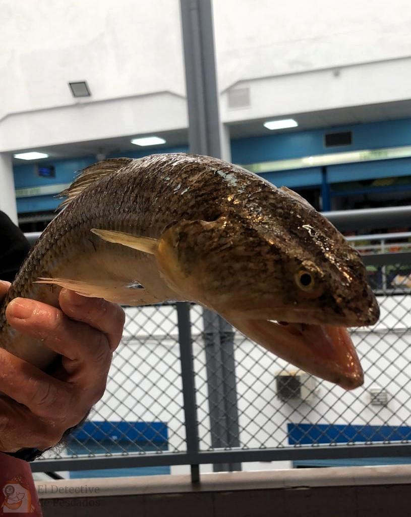 un LAGARTO EN EL MERCADO.
