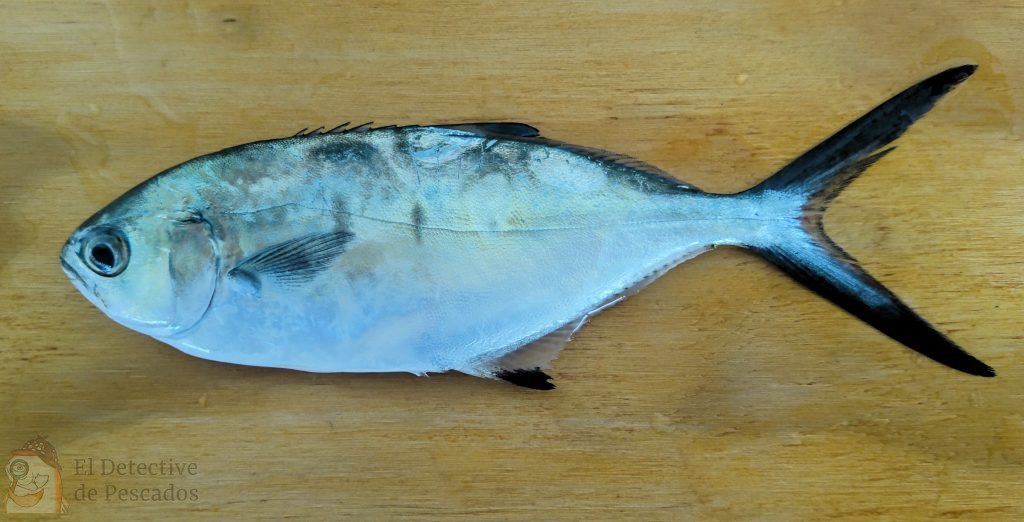 PALOMETA BLANCA